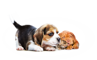 Зоотовары для животных интернет-магазин Зоофон Зоомагазин товаров для животных Зоофон